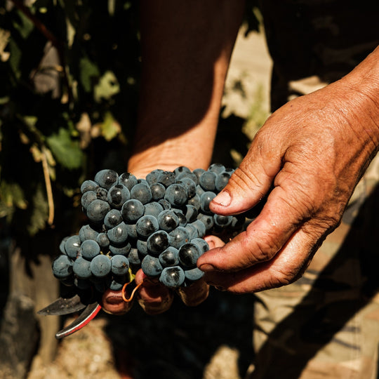 Descubra a magia das vindimas no coração do Alentejo